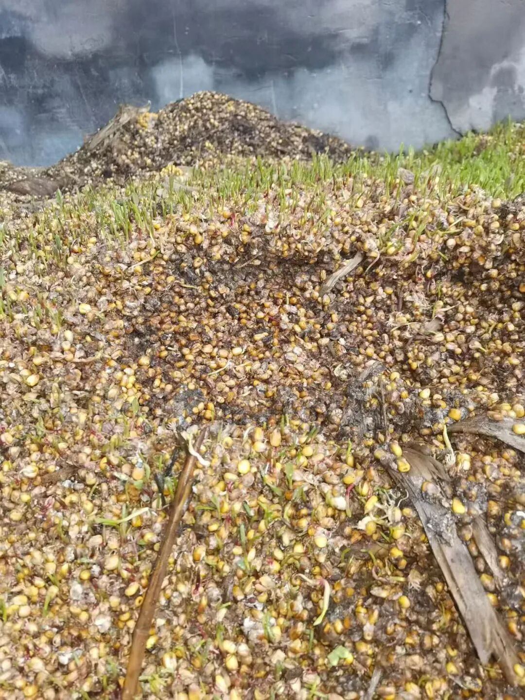 dc3d2cea4fa265dc308c4e219b7d9a99_e6f6c2603587d45a6aca845aa426caeb.jpg dc3d2cea4fa265dc308c4e219b7d9a99_e6f6c2603587d45a6aca845aa426caeb.jpg